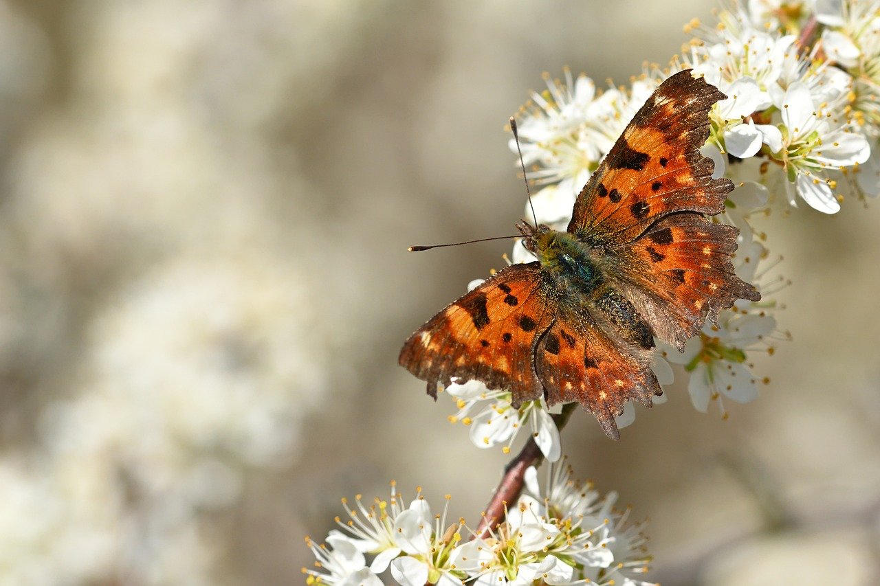 butterfly, comma, blackthorn-8649882.jpg